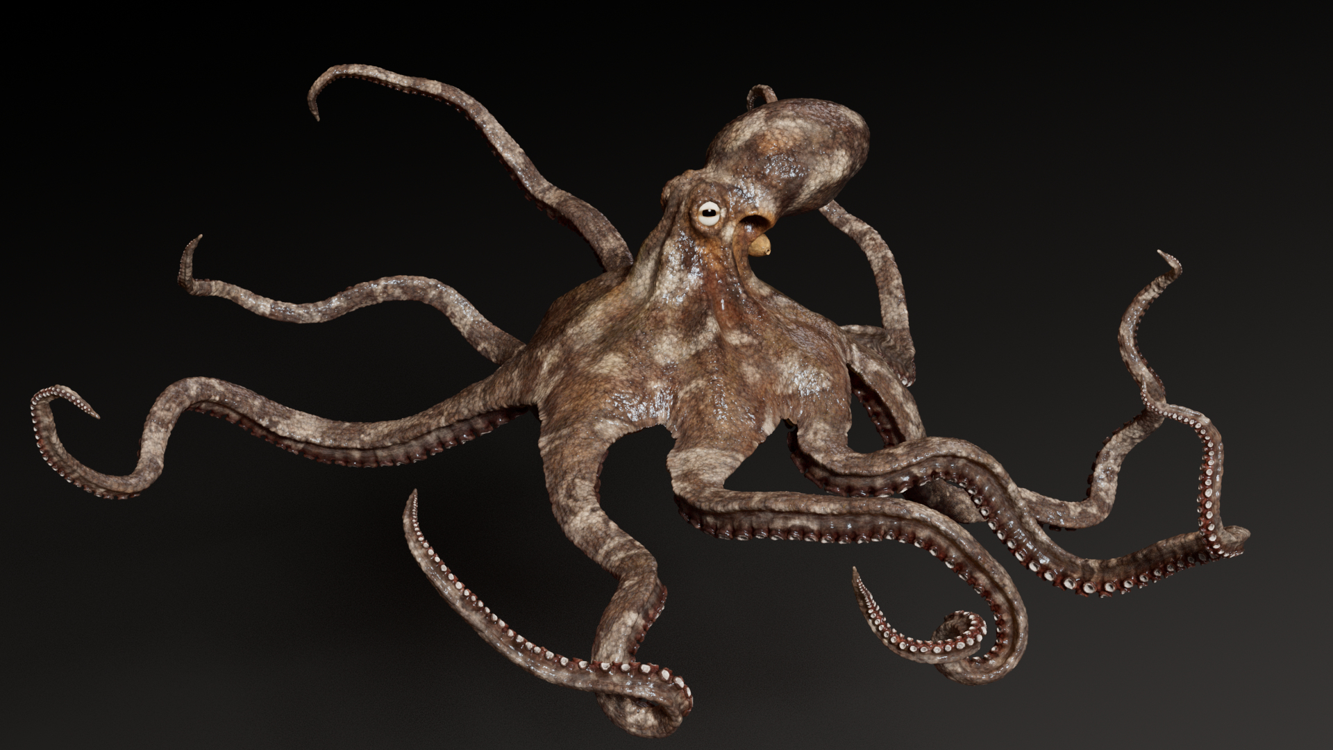 3D Octopus Multicolor Rigged Animated https://p.turbosquid.com/ts-thumb/YM/6J2Hfz/4C/octopus_multicolor_rigged_animated_1/png/1624467027/1920x1080/turn_fit_q99/a6c7d9ba8a12c822ba223aad5c8004772d3942a9/octopus_multicolor_rigged_animated_1-1.jpg