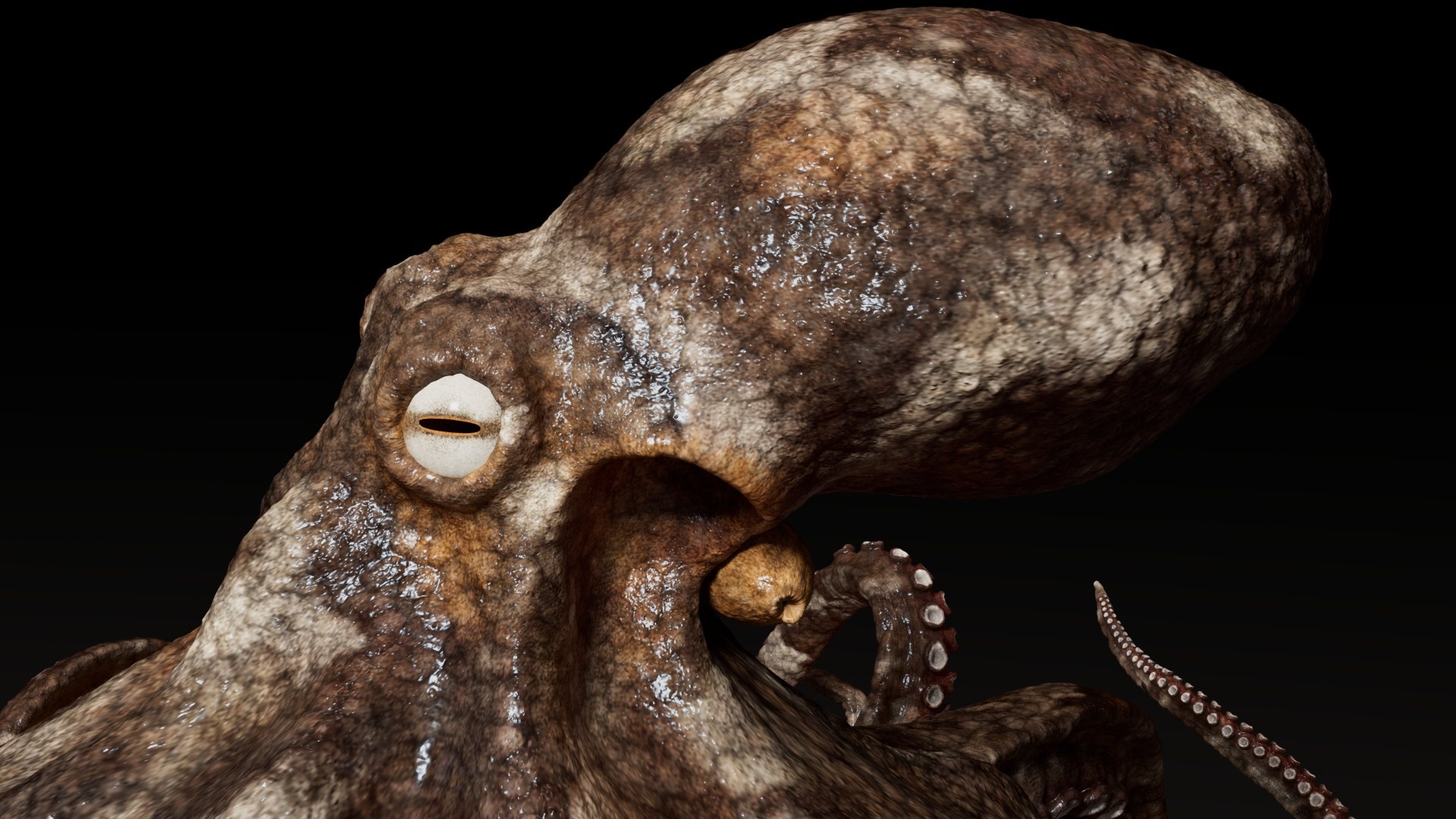 3D Octopus Multicolor Rigged Animated https://p.turbosquid.com/ts-thumb/YM/6J2Hfz/98/07/jpg/1624309935/1920x1080/fit_q87/bd1973d2fc63232ef6d8a59510097076d13089e4/07.jpg