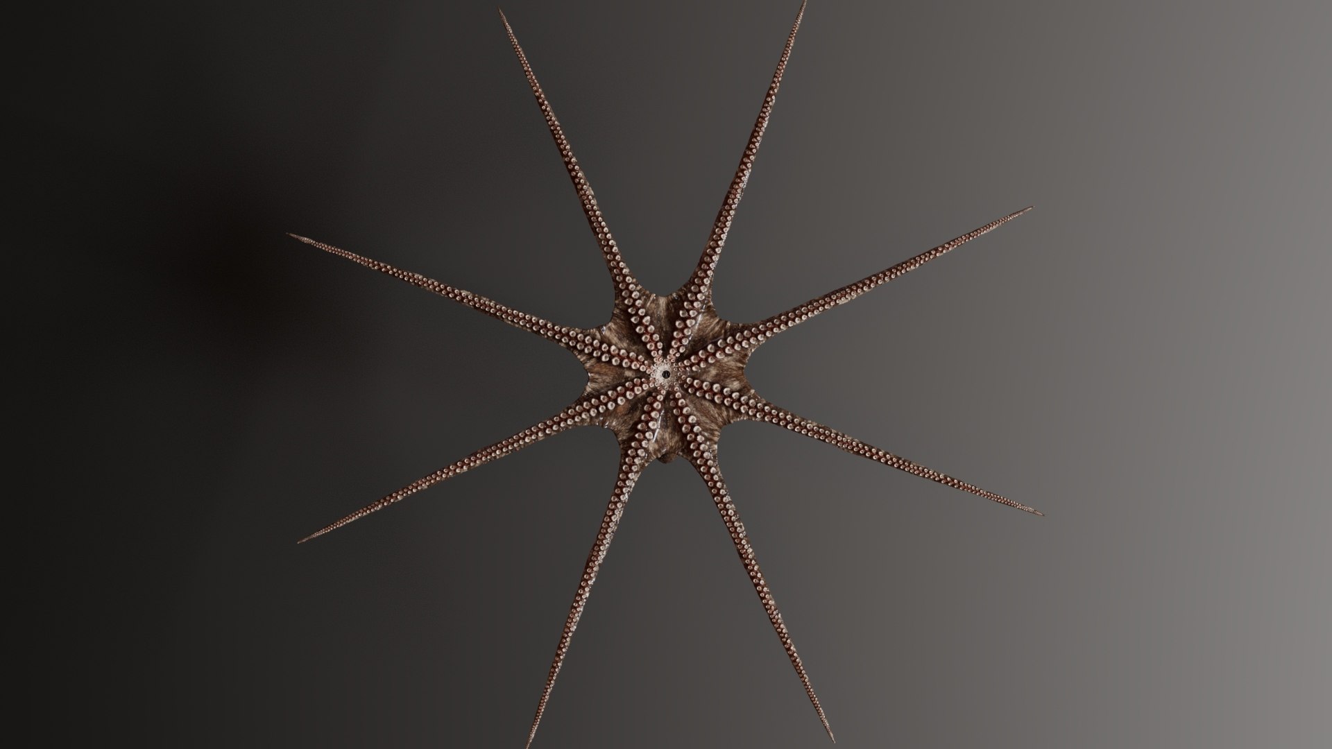 3D Octopus Multicolor Rigged Animated https://p.turbosquid.com/ts-thumb/YM/6J2Hfz/Aj/14/jpg/1624463835/1920x1080/fit_q87/8d9bc2dfbfbf6d19b099fee283fcf2cd076d5aea/14.jpg