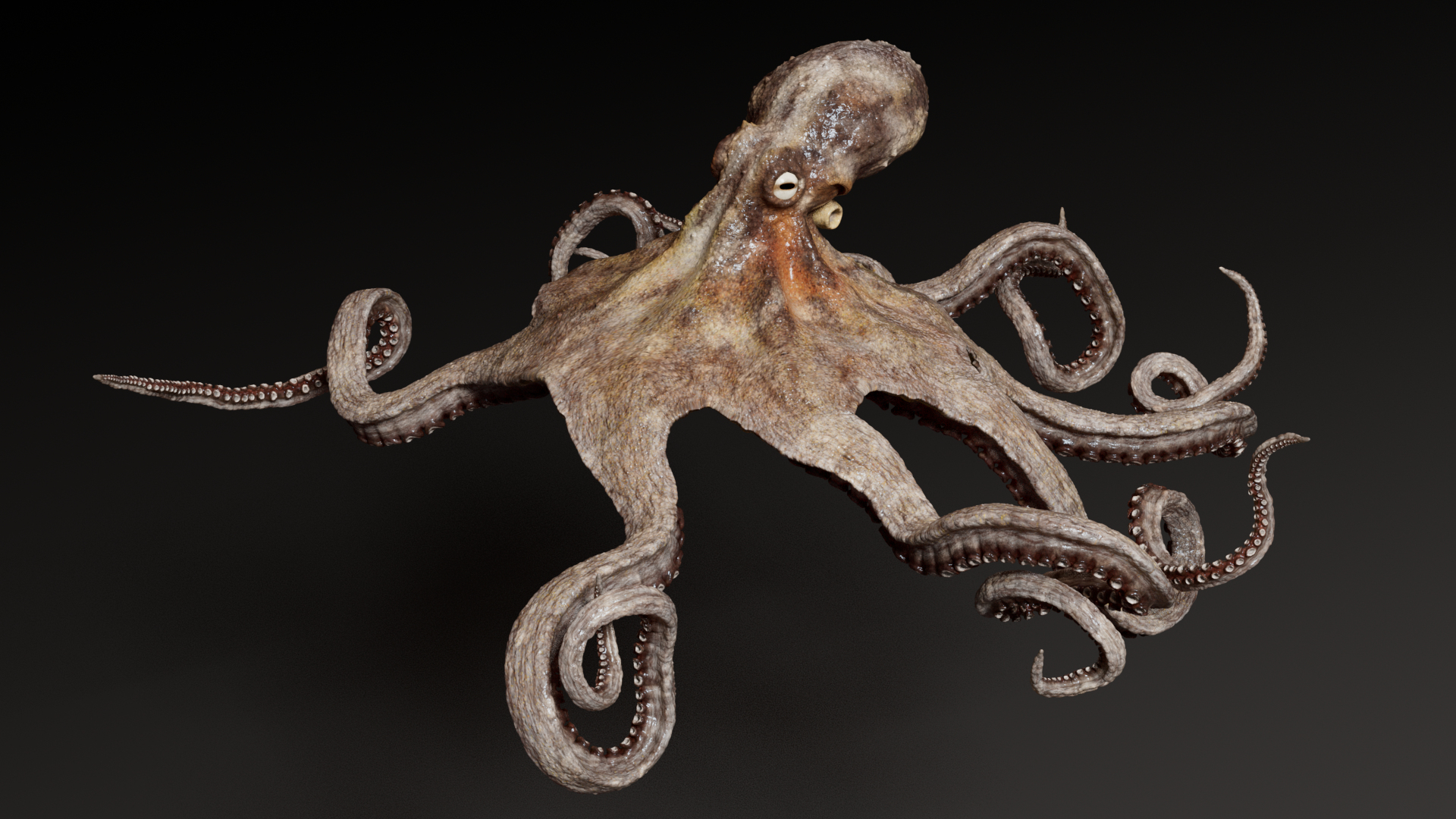 3D Octopus Multicolor Rigged Animated https://p.turbosquid.com/ts-thumb/YM/6J2Hfz/BA/octopus_multicolor_rigged_animated_1/png/1624466678/1920x1080/turn_fit_q99/93c7ea65641a5b084579bb45f71b3919a18e0146/octopus_multicolor_rigged_animated_1-1.jpg