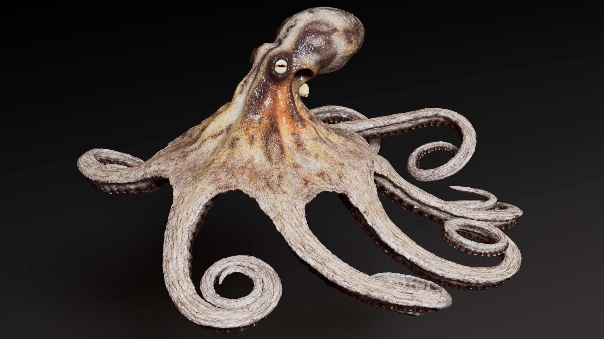 3D Octopus Multicolor Rigged Animated https://p.turbosquid.com/ts-thumb/YM/6J2Hfz/FT/octopus_multicolor_rigged_animated_1/png/1624466151/1920x1080/turn_fit_q99/0e7dc01f7396473f4d206e6961a016e69ba6fcda/octopus_multicolor_rigged_animated_1-1.jpg