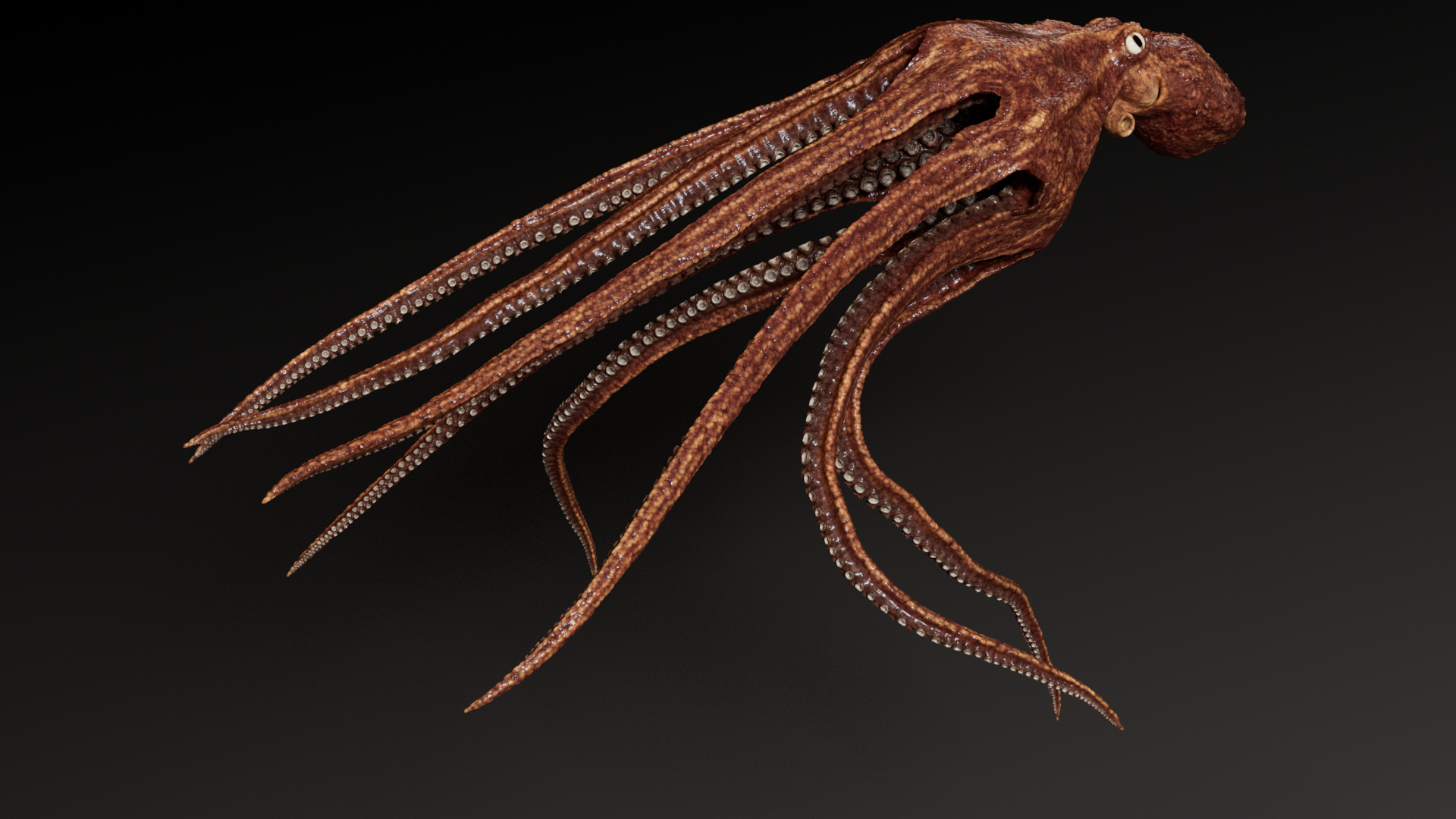 3D Octopus Multicolor Rigged Animated https://p.turbosquid.com/ts-thumb/YM/6J2Hfz/HR/octopus_multicolor_rigged_animated_1/png/1624467538/1920x1080/turn_fit_q99/d5f20bc93fe52101c297908a4f901457d48e9570/octopus_multicolor_rigged_animated_1-1.jpg