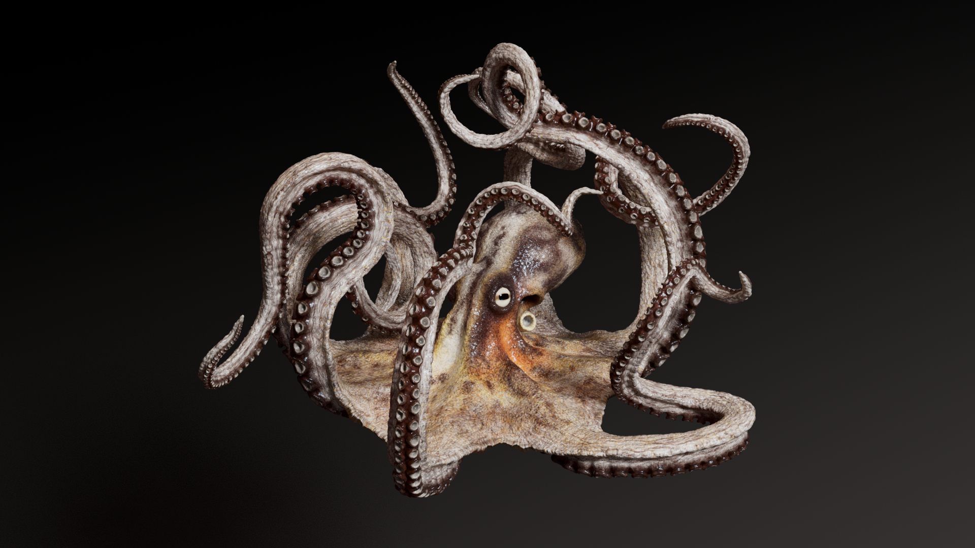 3D Octopus Multicolor Rigged Animated https://p.turbosquid.com/ts-thumb/YM/6J2Hfz/Ji/octopus_multicolor_rigged_animated_1/png/1624310271/1920x1080/turn_fit_q99/b8e37ebd63cfd7c1c93771910153711666fa2bb3/octopus_multicolor_rigged_animated_1-1.jpg