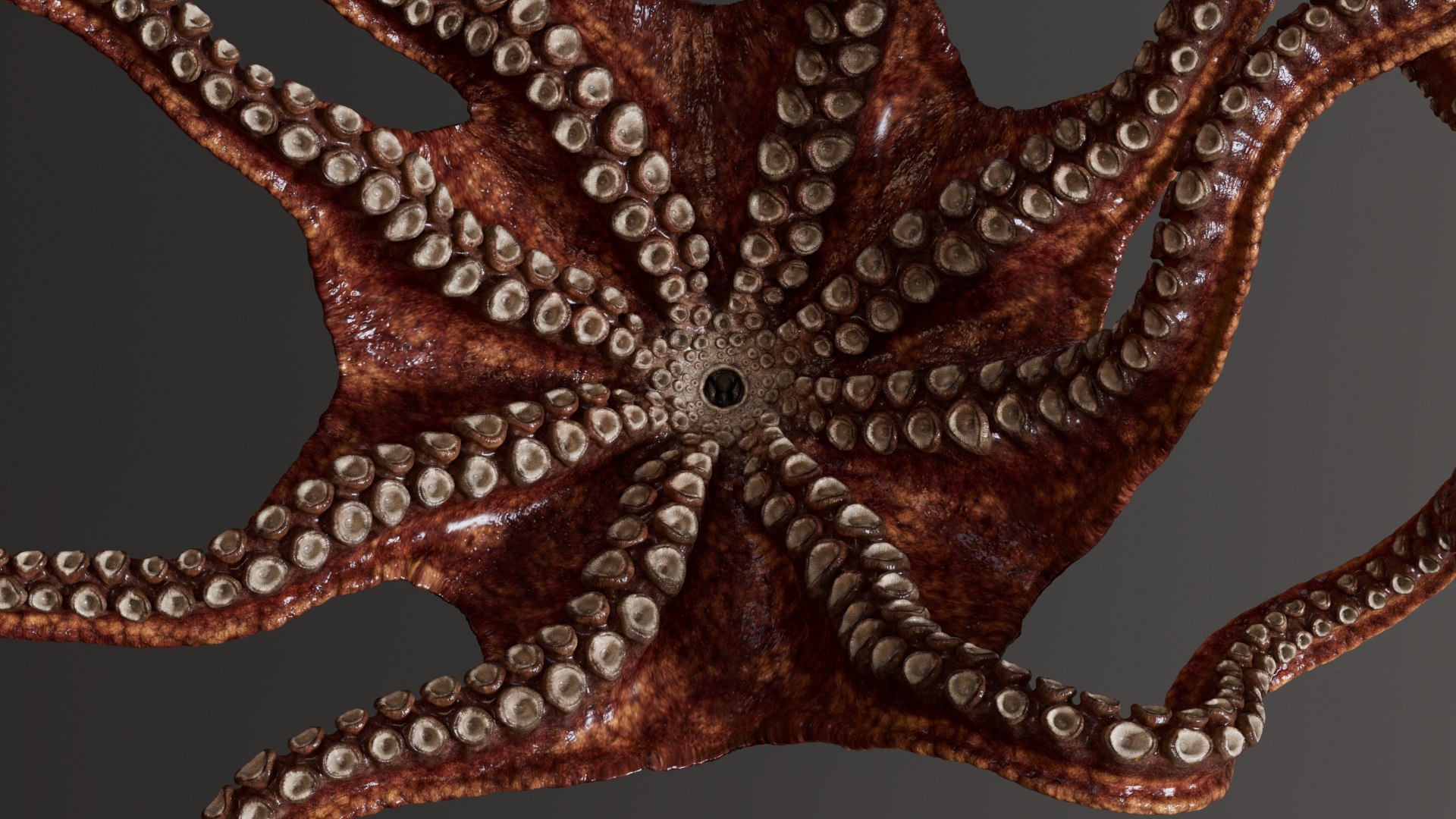 3D Octopus Multicolor Rigged Animated https://p.turbosquid.com/ts-thumb/YM/6J2Hfz/Kz/16/jpg/1624463846/1920x1080/fit_q87/8434ab0402b3c4d8cbef387968465ff0b0a418b3/16.jpg