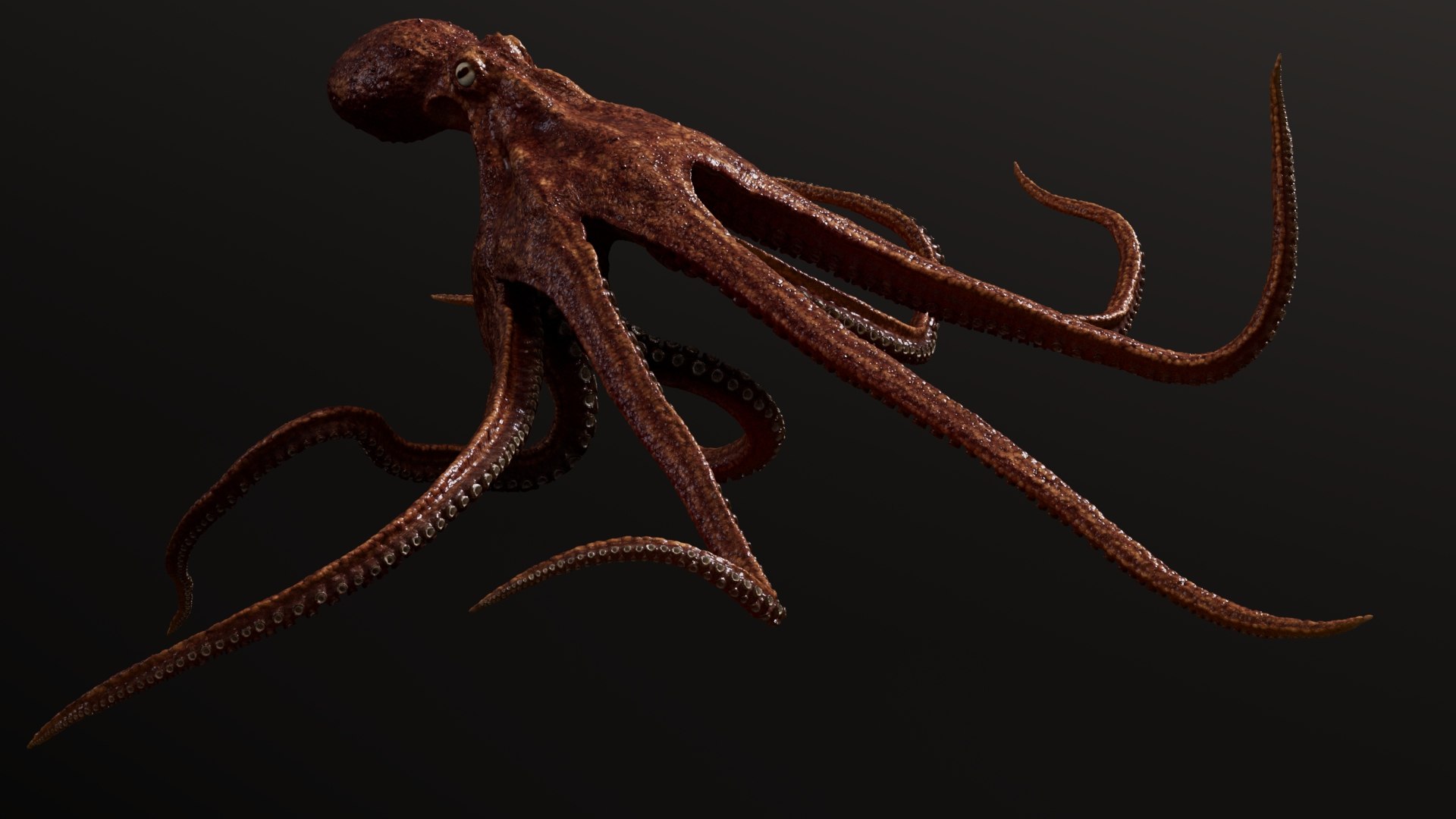 3D Octopus Multicolor Rigged Animated https://p.turbosquid.com/ts-thumb/YM/6J2Hfz/bC/04/jpg/1624309922/1920x1080/fit_q87/951afa6de956047bc5813be7c2ec0a02d267df53/04.jpg