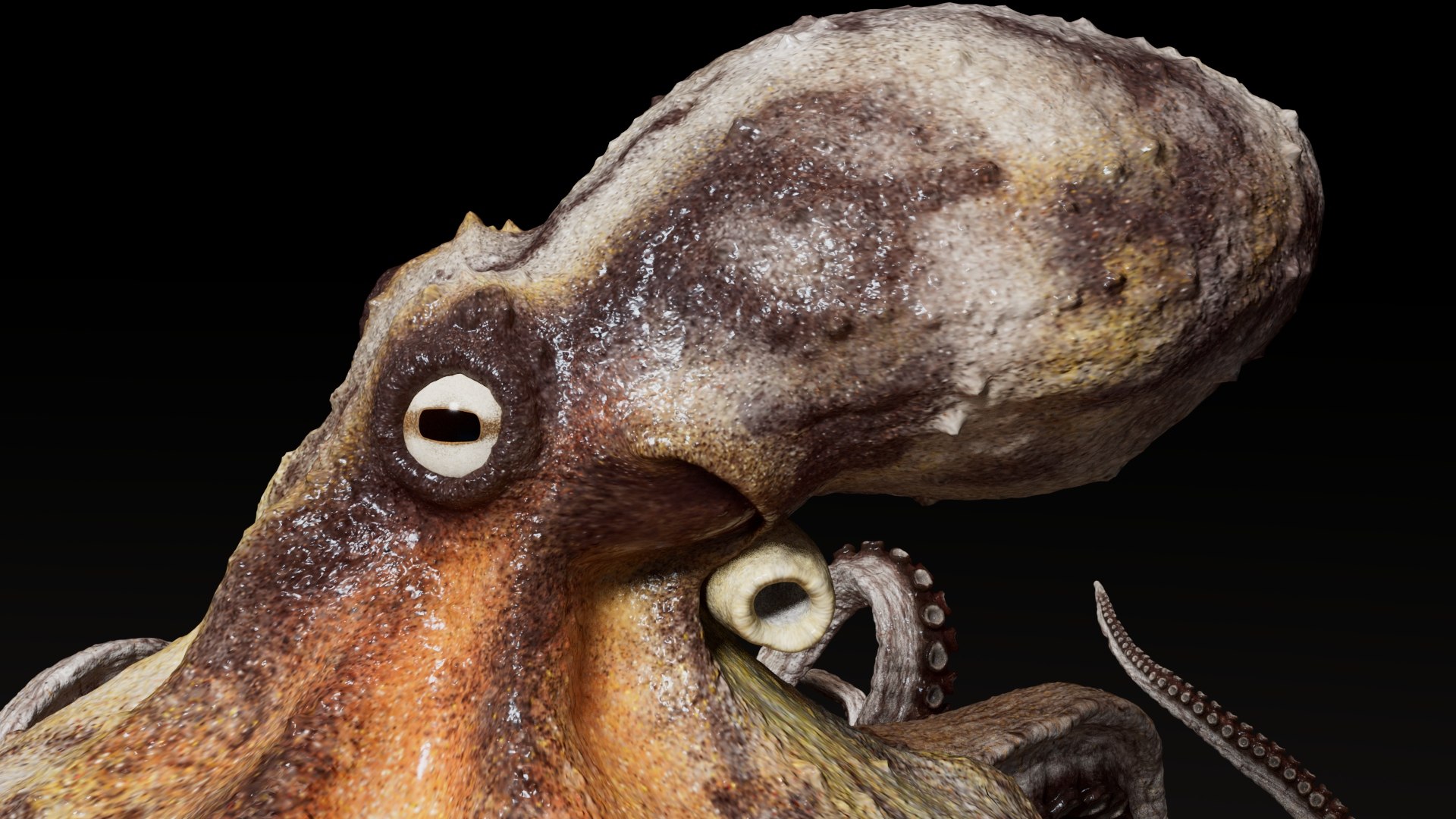 3D Octopus Multicolor Rigged Animated https://p.turbosquid.com/ts-thumb/YM/6J2Hfz/bY/06/jpg/1624309933/1920x1080/fit_q87/b307fa31194dc0dcda2daa6def8a7a80239f4623/06.jpg
