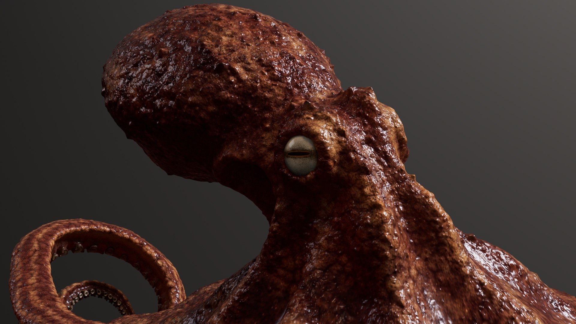 3D Octopus Multicolor Rigged Animated https://p.turbosquid.com/ts-thumb/YM/6J2Hfz/c1/08/jpg/1624463812/1920x1080/fit_q87/7720957547eec0f8f892f2341c29342b807d1c9f/08.jpg