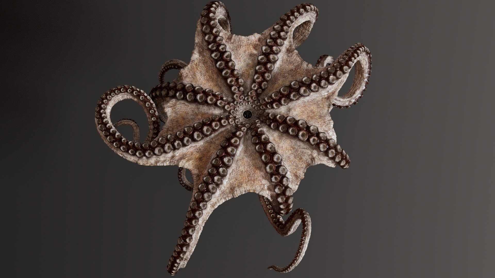 3D Octopus Multicolor Rigged Animated https://p.turbosquid.com/ts-thumb/YM/6J2Hfz/fN/15/jpg/1624463847/1920x1080/fit_q87/d84c10227e28054223069d7cc82ef2224b7bf81a/15.jpg