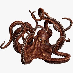 Octopus Multicolor Rigged Animated
