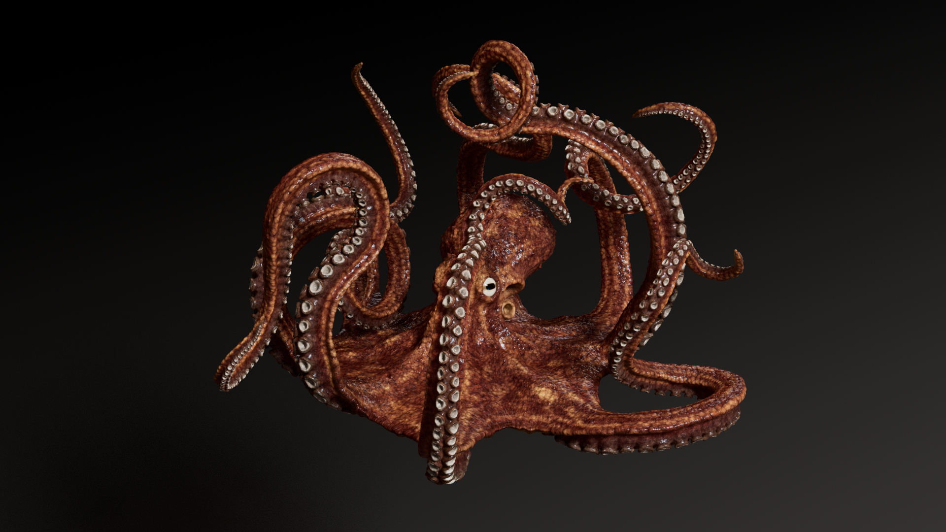 3D Octopus Multicolor Rigged Animated - TurboSquid 1750108