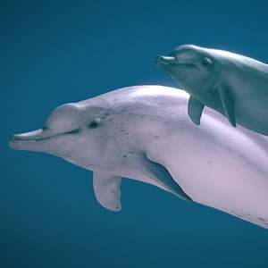 Indo-Pacific Humpback Dolphin