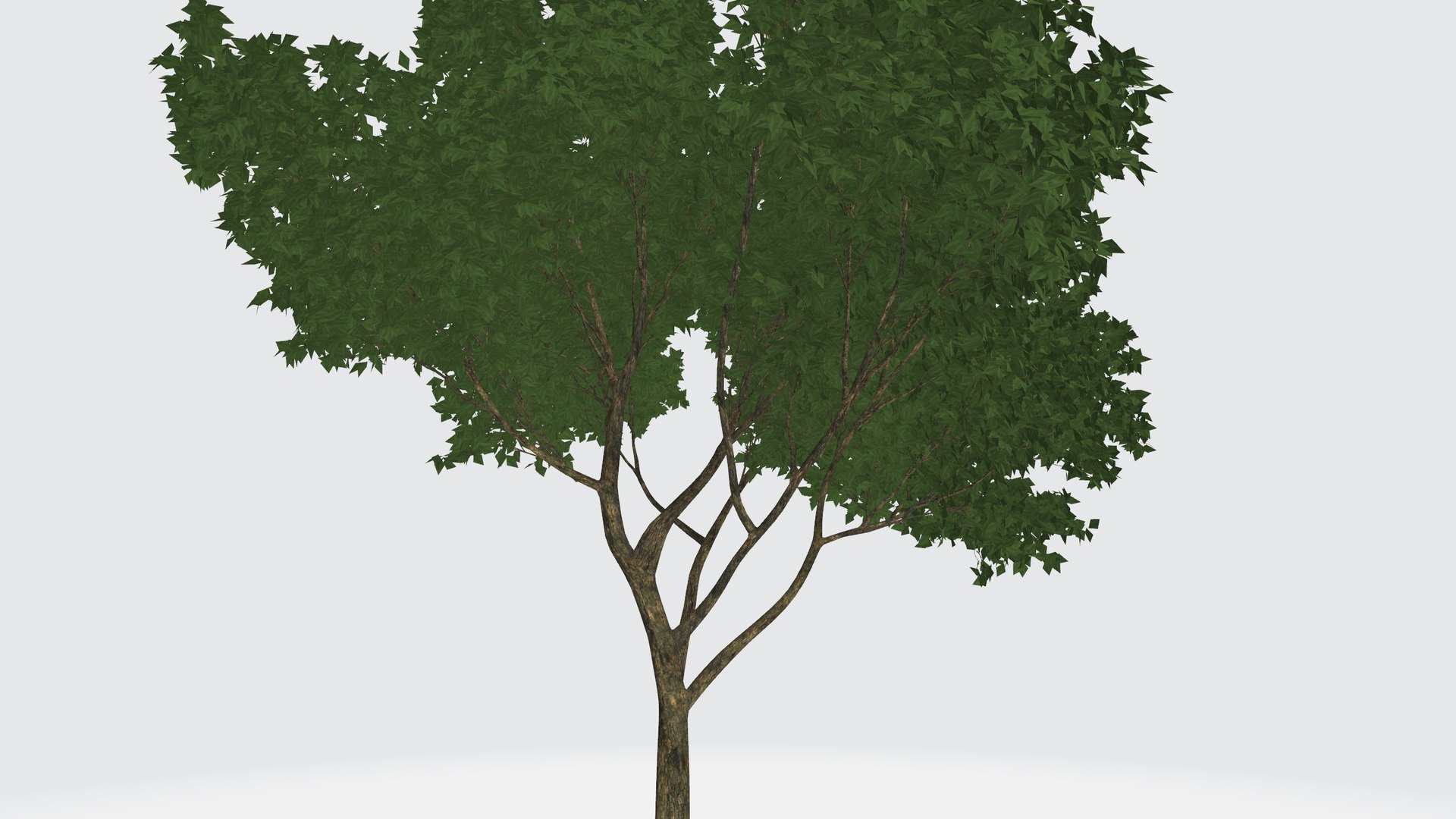 3D Sparse Green Tree - TurboSquid 1956132
