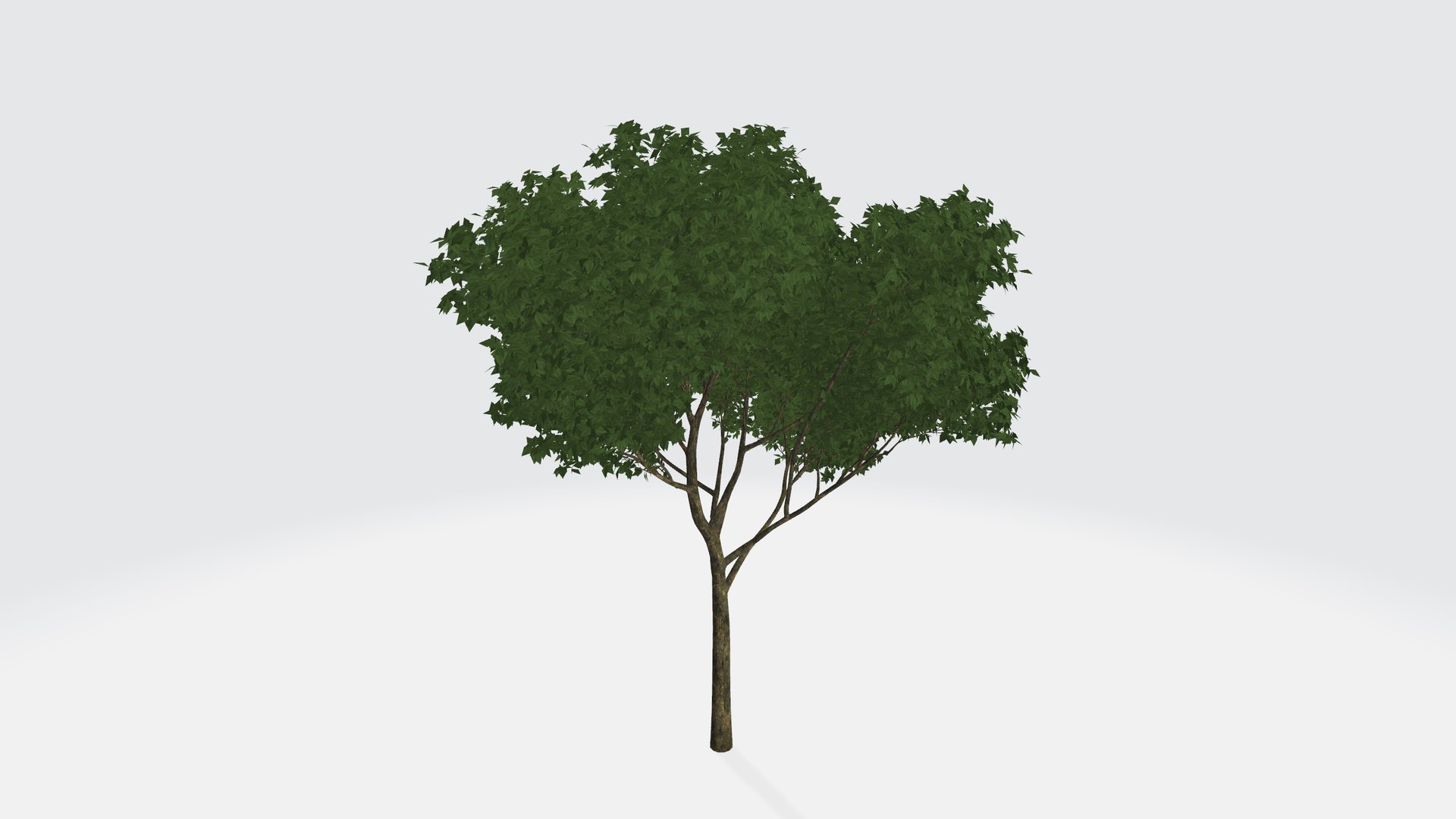 3D Sparse Green Tree - TurboSquid 1956132