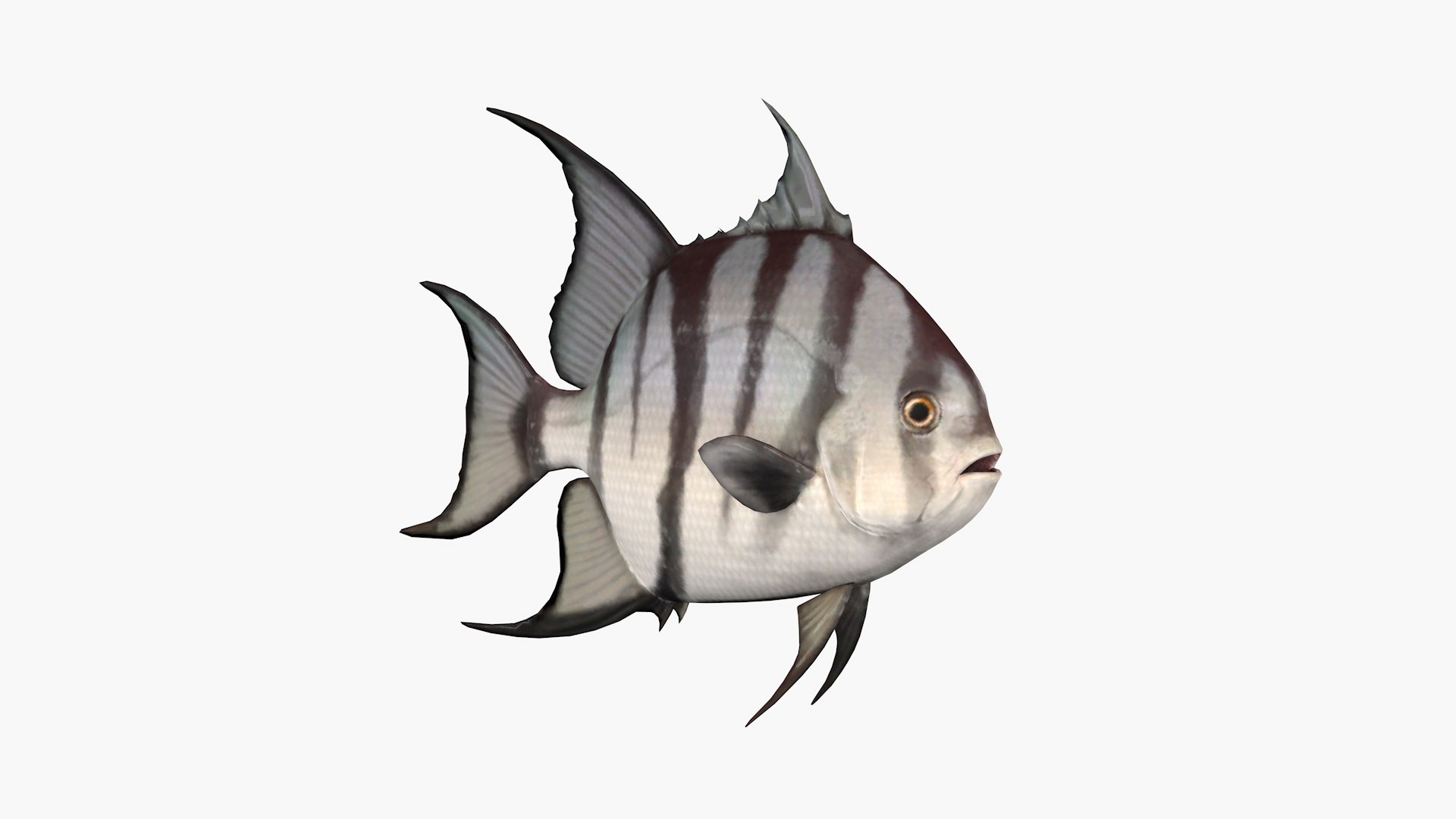 Atlantic Spadefish Modelo 3D - TurboSquid 2024564