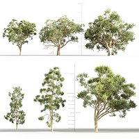 Eucalyptus globulus - Tasmanian blue gum