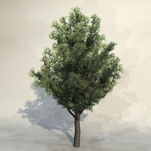 pc tree 3d model