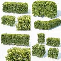 Buxus Sempervirens 4 hedges collection