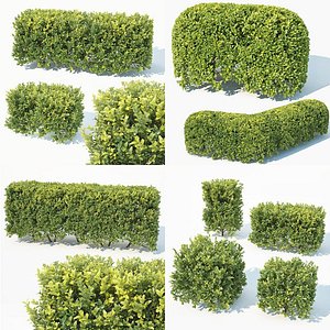 Buxus Sempervirens 4 hedges collection