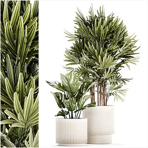 Small white potted plants Monstera Raphis palm 1448