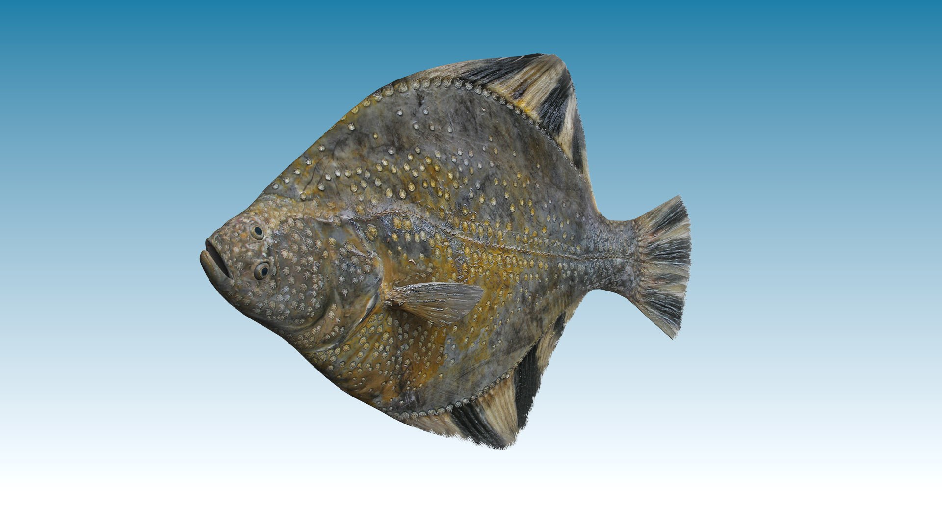 3ds Max Flatfish Fish