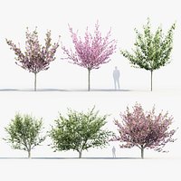 Prunus serrulata Kanzan Kwanzan Cherry