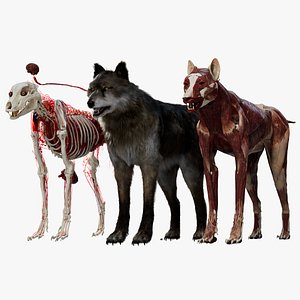 wolfAnatomy 3D