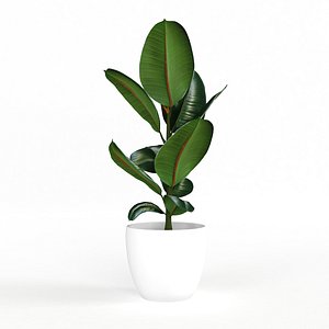 3D model indoor ficus plant