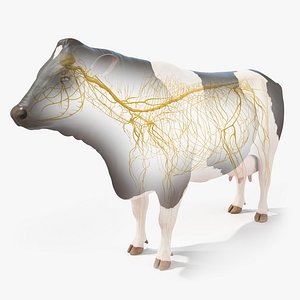 Cow Body Skeleton and Nerves Static 3D model