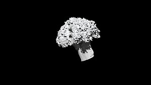 broccoli  cut 3D CT scan model 4 decimate 10percent 3D model