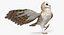 Barn Owl Rigged