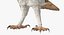 Barn Owl Rigged