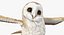 Barn Owl Rigged