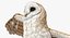 Barn Owl Rigged