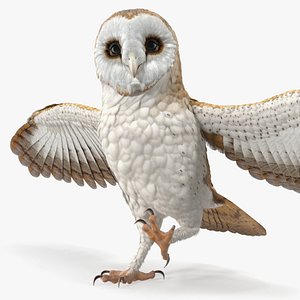 barn owl rigged model