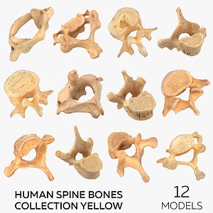 Human Spine Bones Collection Yellow - 12 models