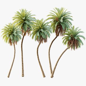 3D model AV Plant Phoenix Sylvestris Palm Tree 01
