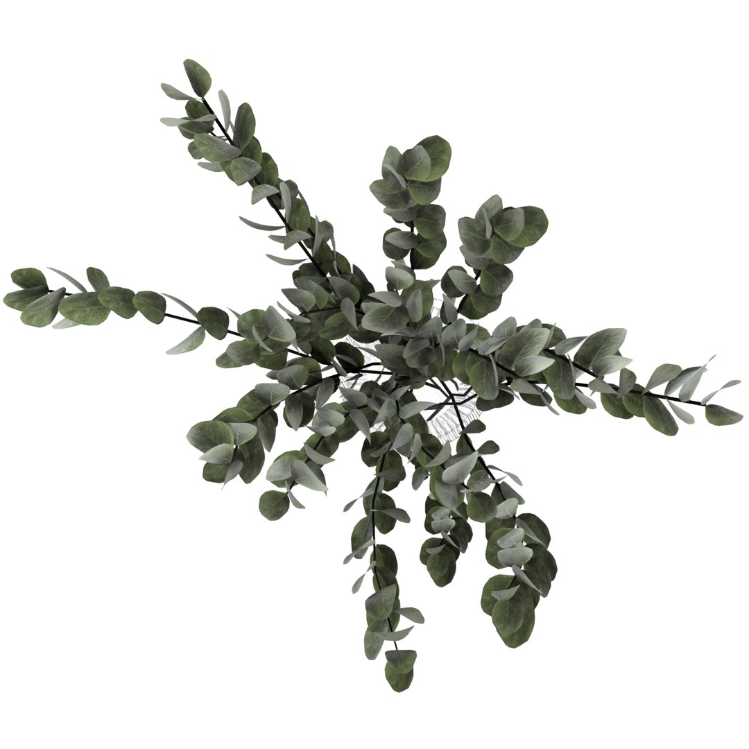 bouquet eucalyptus 3D model https://p.turbosquid.com/ts-thumb/YN/nQ7eog/J29KyjaD/preview3/jpg/1598706653/1920x1080/fit_q87/fe42511a01c21609908fe82e220dbdd538d6a749/preview3.jpg