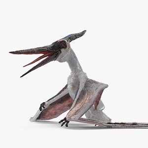 Pterosaur Pteranodon White Standing Pose with Fur 3D Model
