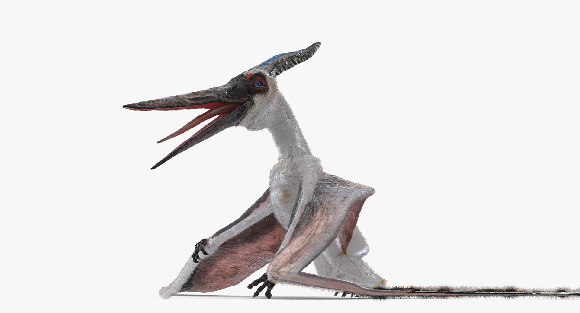 Pteranodon pterosaur white rigged 3D - TurboSquid 1479528