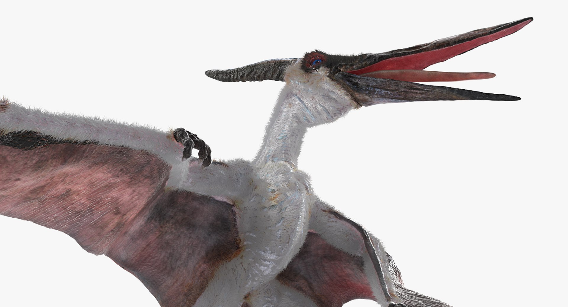 Pteranodon pterosaur white rigged 3D - TurboSquid 1479528