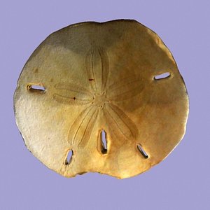 Sand Dollar