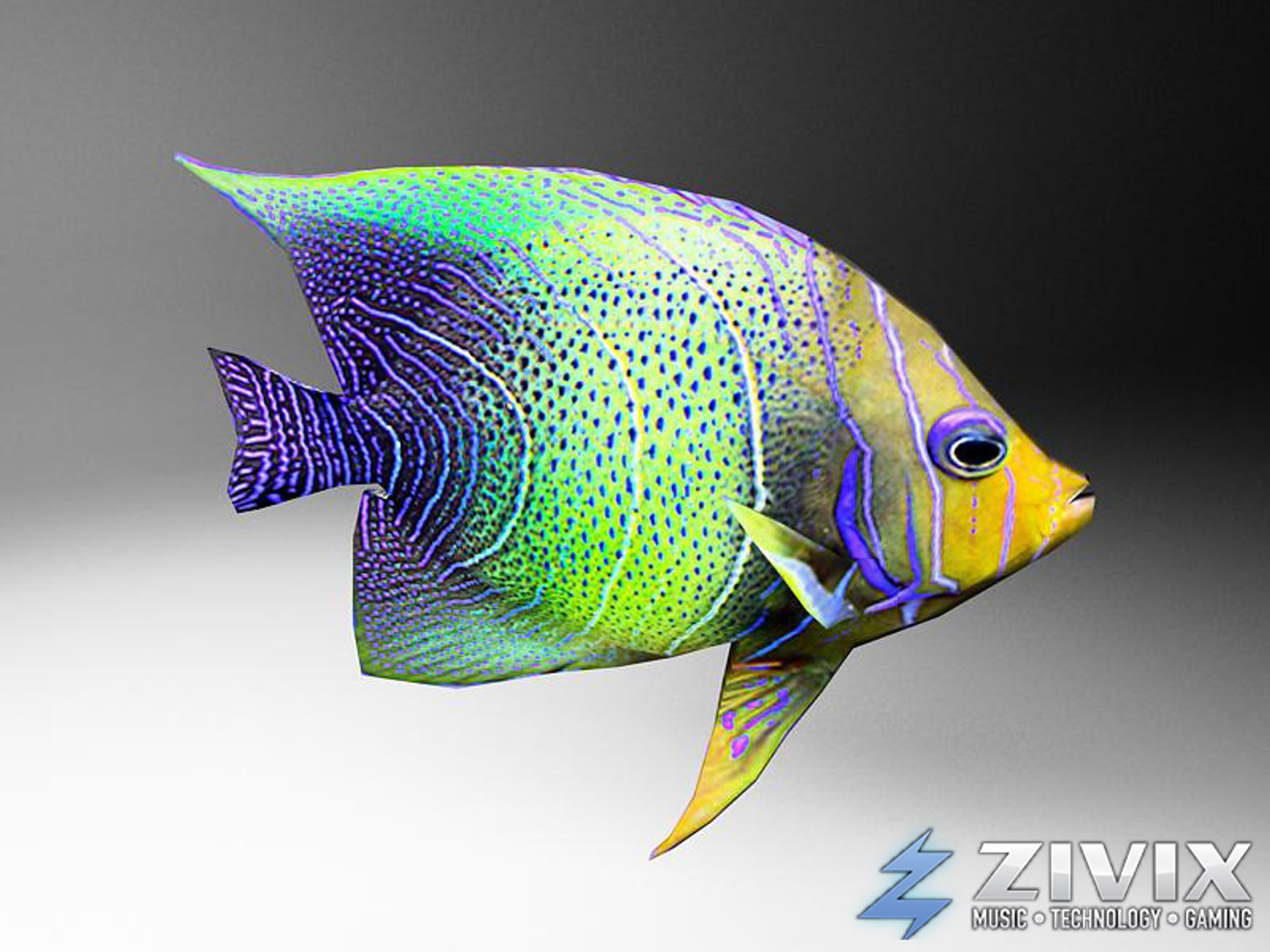 free tropical fish pack 3d model https://p.turbosquid.com/ts-thumb/YN/vGNqtG/MJDzxiUr/fish15/jpg/1328196464/1920x1080/fit_q87/1556a2c74e859d1d4021b174d6bd282b3eff659c/fish15.jpg