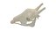 giraffe skulls 5 1 3D