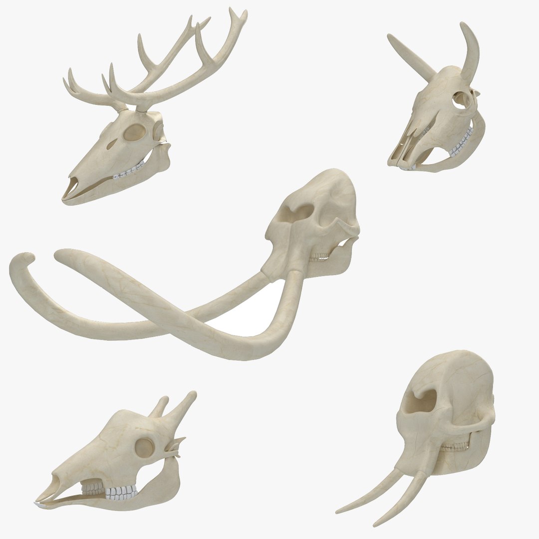 giraffe skulls 5 1 3D https://p.turbosquid.com/ts-thumb/YO/6UrF2s/e9/tur/jpg/1667384541/1920x1080/fit_q87/f0303e1babe8b86a302e29d2a6b4268e6e107213/tur.jpg