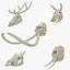 giraffe skulls 5 1 3D