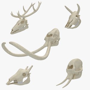 Animal Skulls 5 in 1