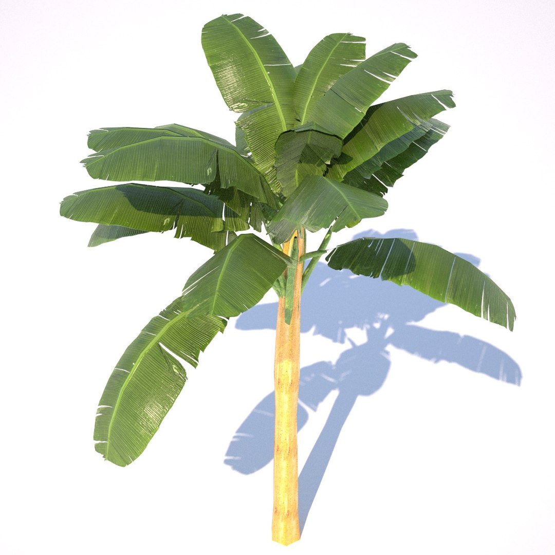 Banana Tree Model - TurboSquid 812626