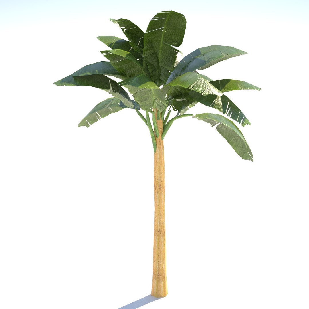 Banana tree model - TurboSquid 812626