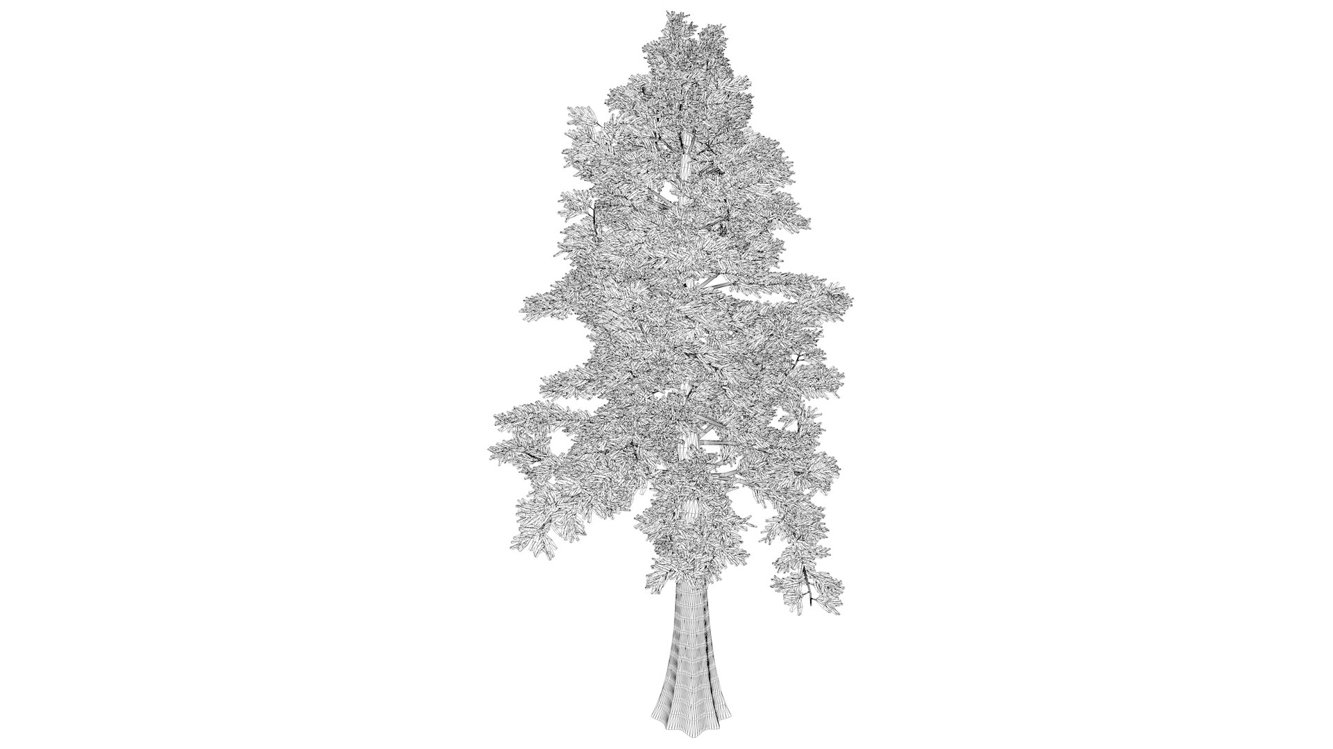 3D Western Red Cedar Tree - 02 - - TurboSquid 2374155