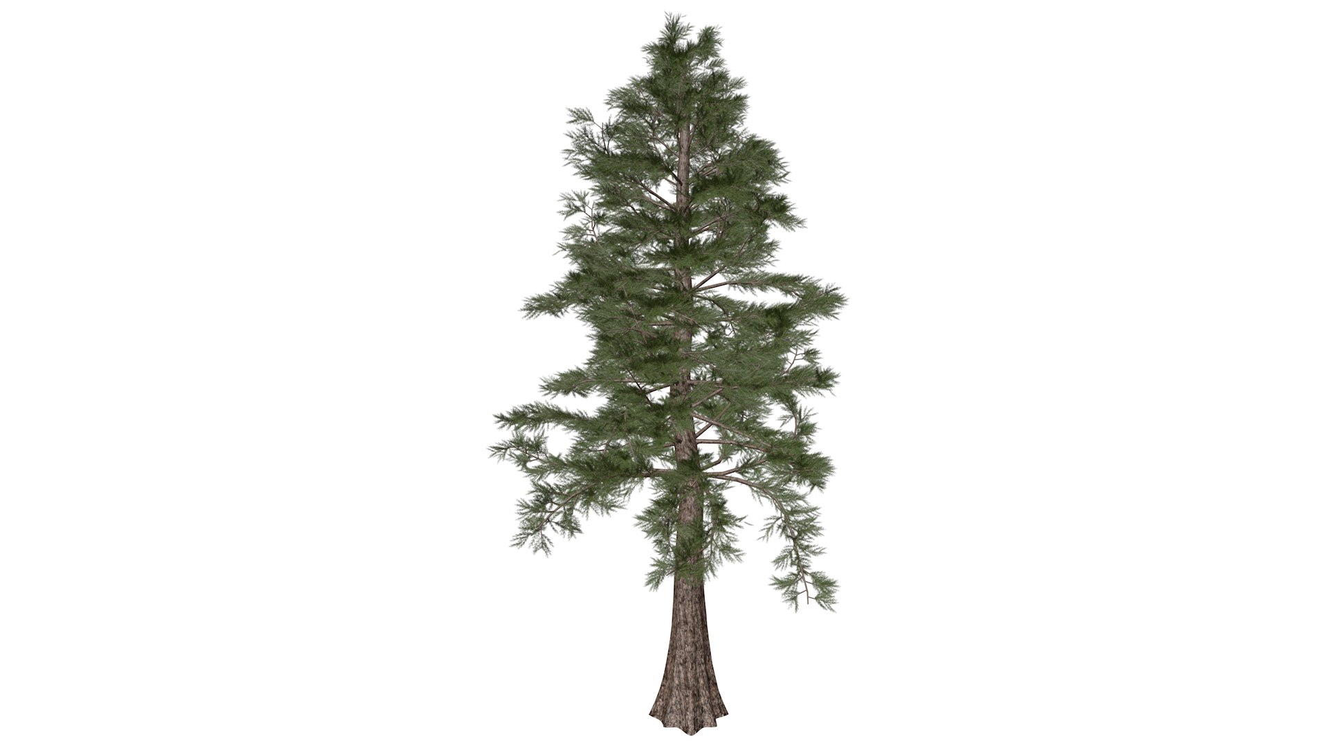 Western Red Cedar Tree Collection 3D https://p.turbosquid.com/ts-thumb/YO/ELznNo/Vc/westernredcedar_high30/png/1779223122/1920x1080/fit_q87/fef8af07f55bbe53905519bf7c7292865baa865e/westernredcedar_high30.jpg